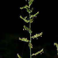 Setaria barbata (Lam.) Kunth